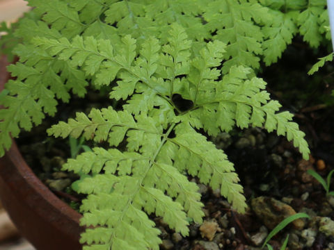 Dennstaedtia wilfordii