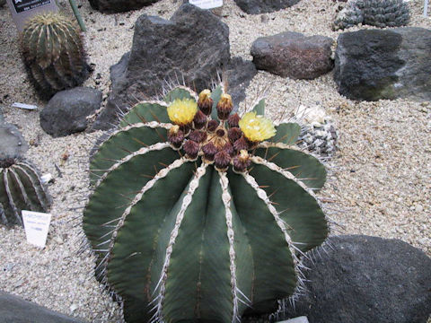 Ferocactus schwarzii