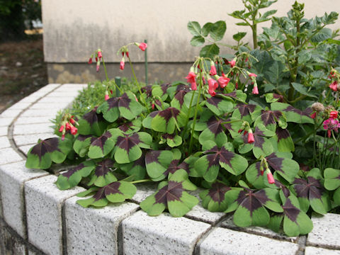 Oxalis deppei