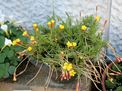 Oxalis namaquana