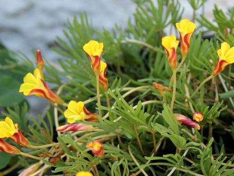 Oxalis namaquana