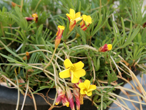 Oxalis namaquana