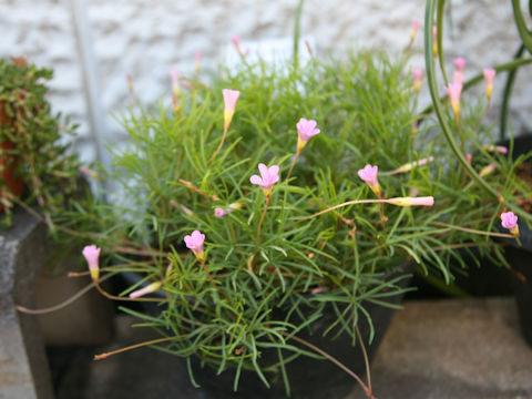 Oxalis polyphylla