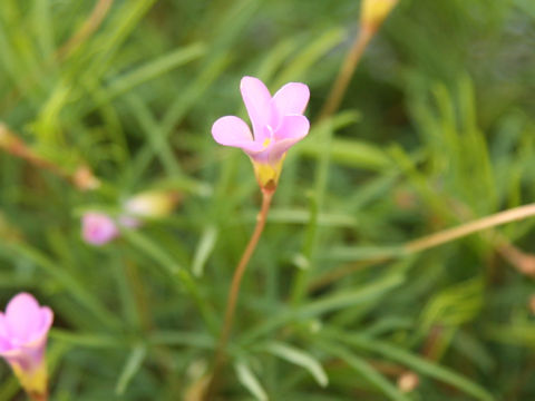 Oxalis polyphylla