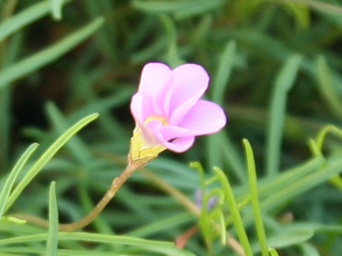 Oxalis polyphylla