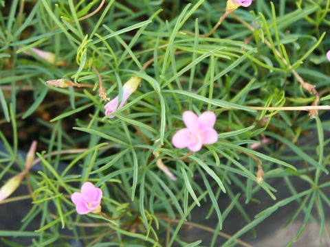 Oxalis polyphylla