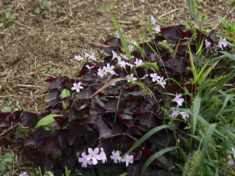 Oxalis triangularis