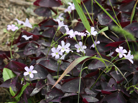 Oxalis triangularis