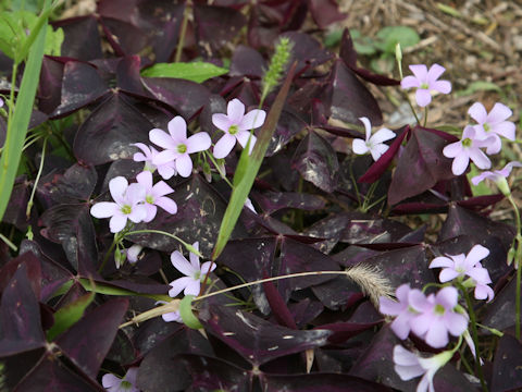 Oxalis triangularis