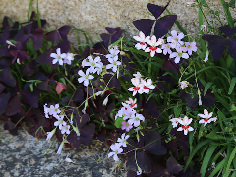 Oxalis triangularis