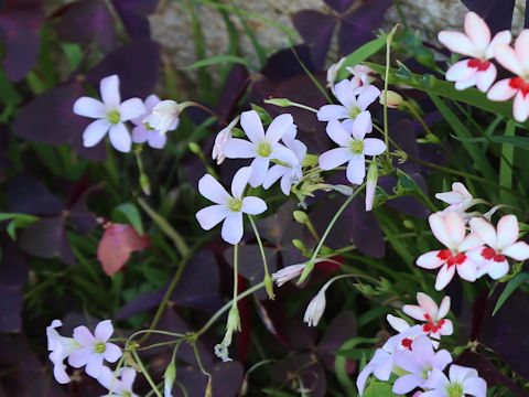 Oxalis triangularis