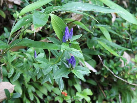 Gentiana makinoi