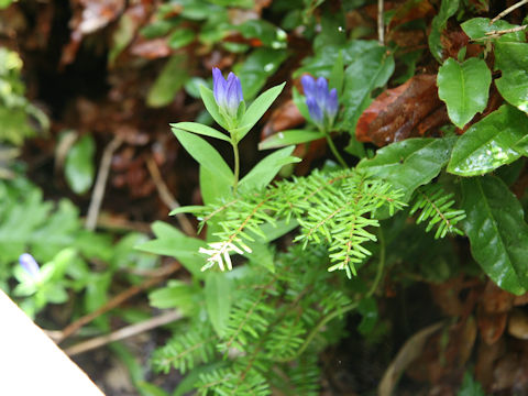 Gentiana makinoi