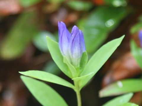 Gentiana makinoi