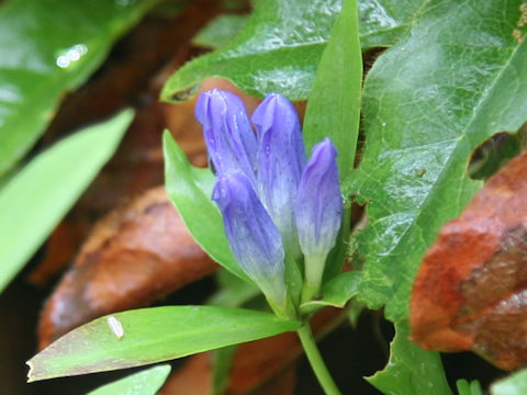 Gentiana makinoi