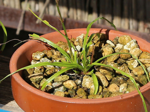 Japonolirion osense