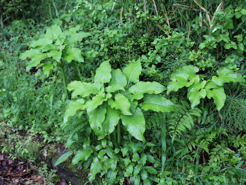 Cardiocrinum cordatum