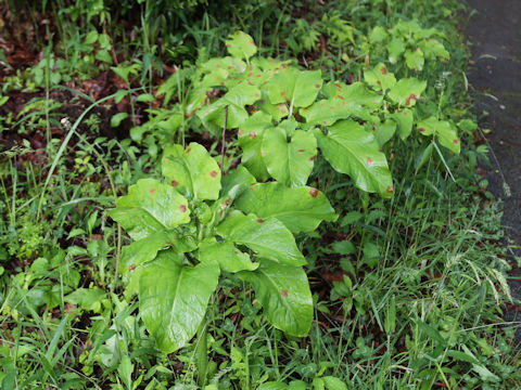 Cardiocrinum cordatum