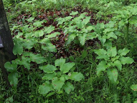 Cardiocrinum cordatum