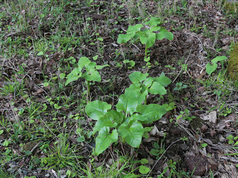 Cardiocrinum cordatum