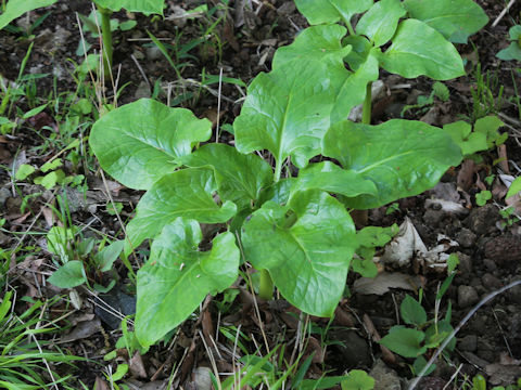Cardiocrinum cordatum