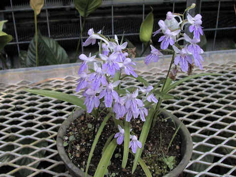 Orchis graminifolia