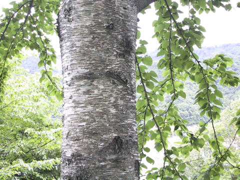 Betula maximowicziana