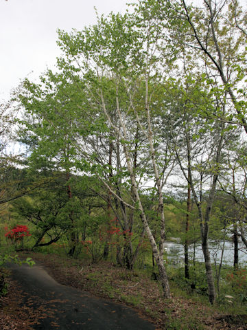 Betula maximowicziana