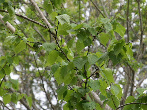 Betula maximowicziana