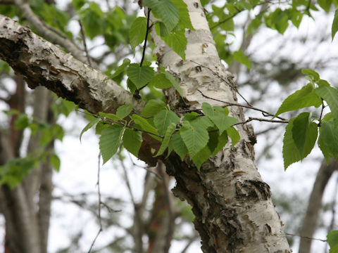 Betula maximowicziana