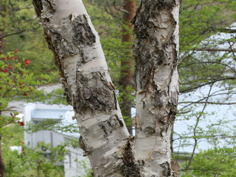Betula maximowicziana