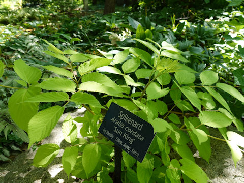 Aralia cordata cv. Sun King