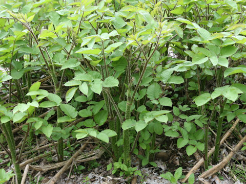 Aralia cordata