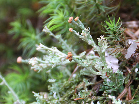 Cladonia gracilis ssp. turbinata