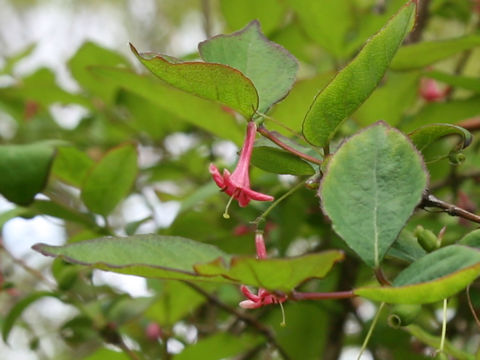 Lonicera gracilipes var. glabra