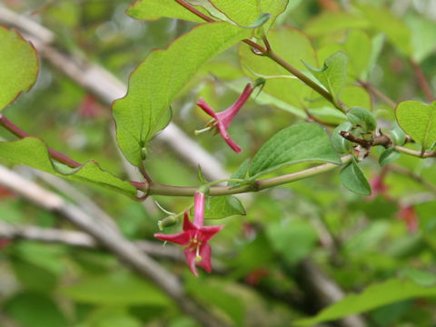 Lonicera gracilipes var. glabra
