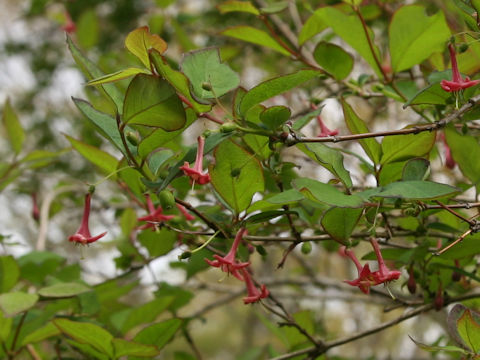 Lonicera gracilipes var. glabra