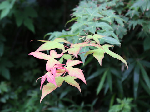 Acer crataegifolium