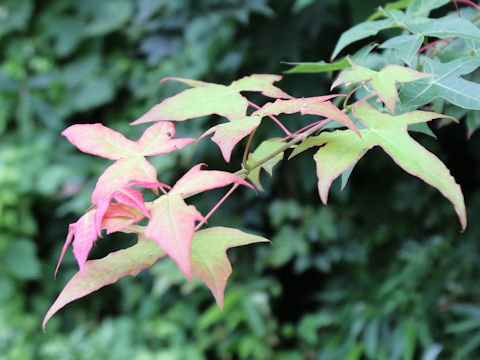 Acer crataegifolium