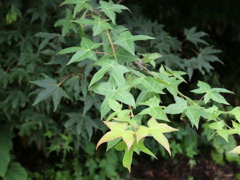 Acer crataegifolium
