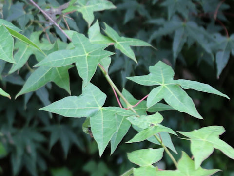 Acer crataegifolium
