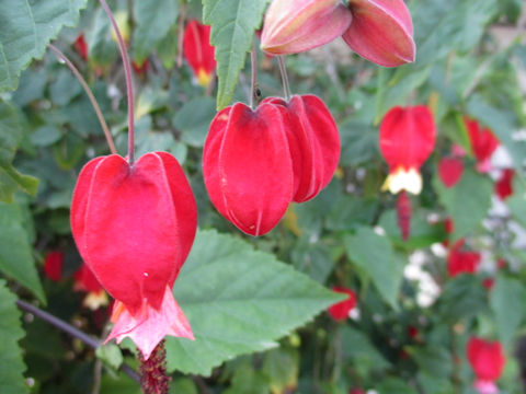 Abutilon megapotamicum