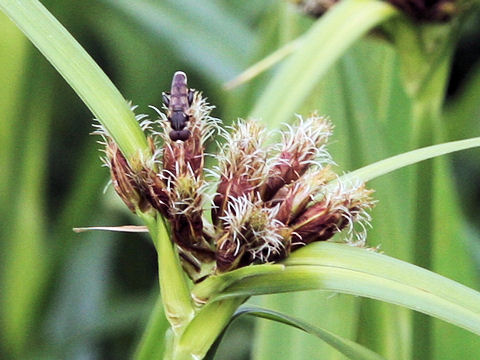 Bolboschoenus fluviatilis ssp. yagara