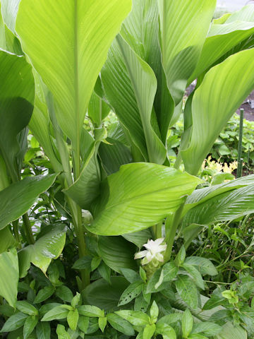 Curcuma domestica