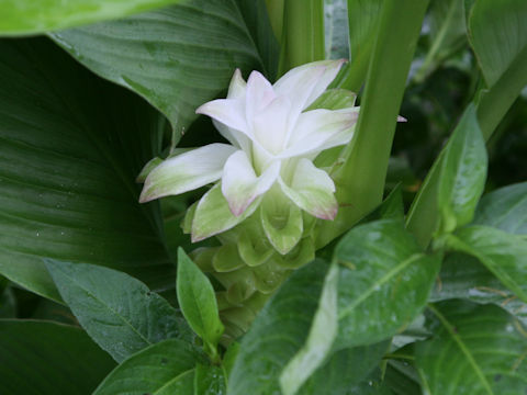 Curcuma domestica