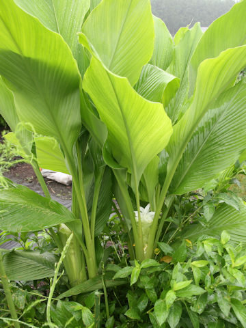 Curcuma domestica