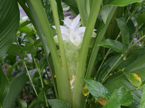 Curcuma domestica