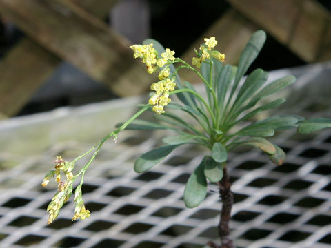 Limonium wrightii var. wrightii