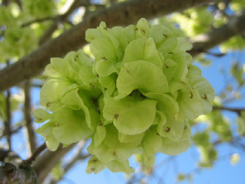 Prunus lannesiana cv. Grandiflora