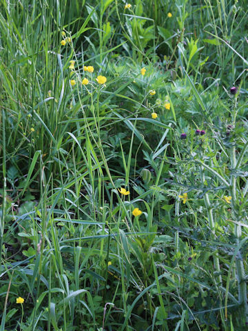 Ranunculus japonicus